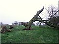 Falling beech, Micklebarrow Hill