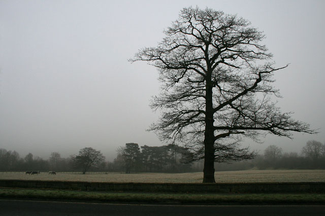 Roadside Oak