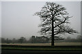 Roadside Oak