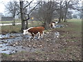 Cattle take a splodge, on New Year