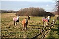 West Common ponies