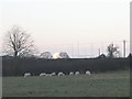 Grazing sheep with distant telescope