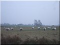 Sheep on winter pasture, near Downholland Cross