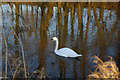 SD5285 : Swan on the Lancaster Canal by Stephen McKay