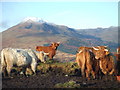 NN6004 : Highland Cattle - Ben Gullipen by Paul Davison