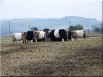 SU0725 : Belted Galloway cattle, Bishopstone by Maigheach-gheal