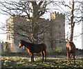 Two fine steeds by the castle