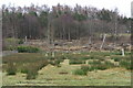 Fields and trees at Lintrathen