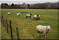 Sheep with Turzes Farm in the background