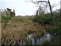 SE9306 : Ponds in Twigmoor Woods by Diane Sambrook