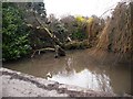 Small pond at New Hall Farm