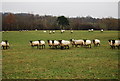 Sheep in a field