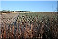 Fields at Aulthash