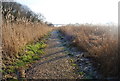 Footpath through the rushes