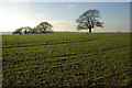 Trees on Snails Bank