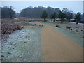 Cycle path in Richmond Park