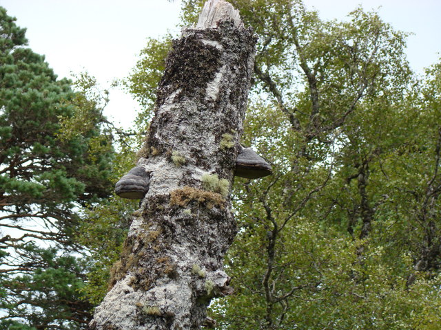 Fungi on a dead Scots Pine