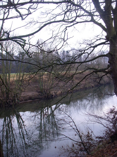 January trees by river Wear