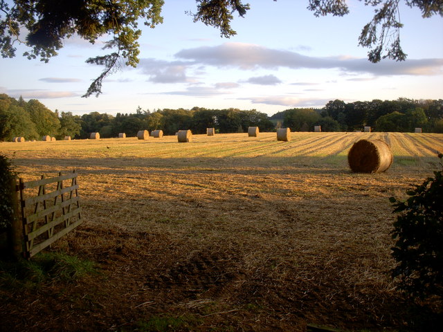 Field in evening sun