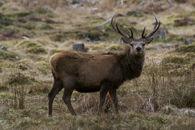 Red Deer (Cervus elaphus), Linn of Dee
