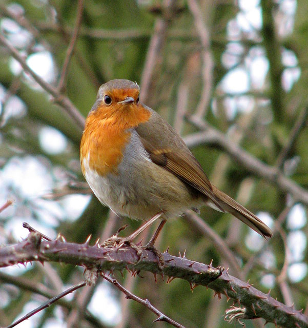 Robin (Erithacus rubecula) - perched on... © Evelyn Simak :: Geograph ...