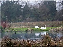 SU0625 : Swans and wildfowl, Bishopstone by Maigheach-gheal