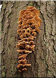 SO3996 : Fungi in Drive Coppice by Derek Harper