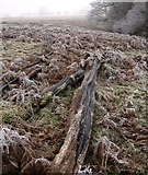 SO3996 : Dead tree trunks by the Shropshire Way by Derek Harper