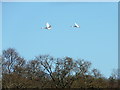 NH7387 : Whooper Swans flying over Loch Evelix by sylvia duckworth