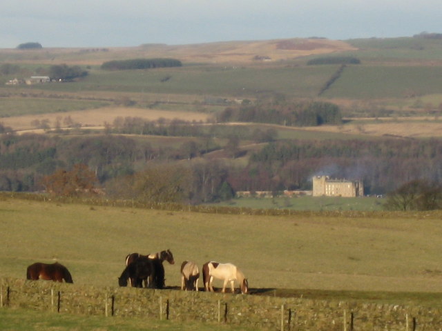 Horses grazing near Low Teppermoor