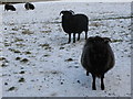 Hebridean sheep in the snow