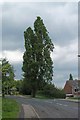 Poplar Tree, Worrall Road, Wadsley, Sheffield