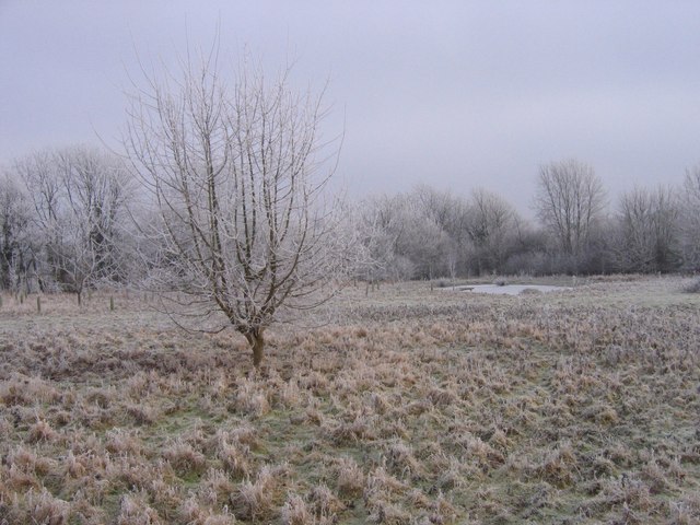 Field in Winter