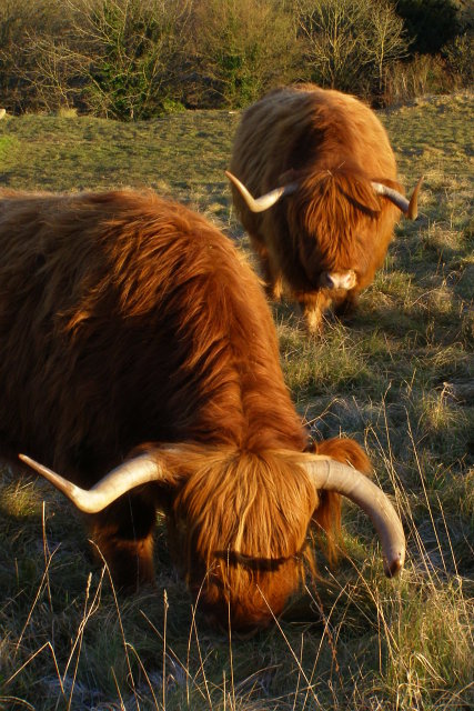Highland cattle grazing Shawford Down