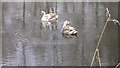 Cygnets on lake at Passfield Manor