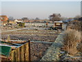 View of the allotments, looking north