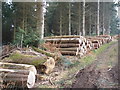 SX7489 : Freshly felled logs, in Charles Wood by Roger Cornfoot