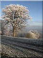 Beech on Town Hill