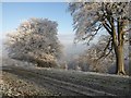 Trees on Town Hill (5)