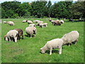 Ryeland Sheep, Rice Lane City Farm