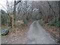 Minor road through Hitchcombe Wood