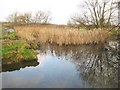 Roundmoor Ditch near Eton Wick