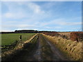 Farm Track near Cocklee