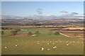 Fields near Ingliston