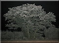 Hedgerow tree at night