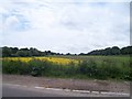 Dorset : Field Beside the B3070