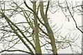 Buzzard in a tree on the Oathlaw / Bogindollo Road