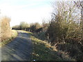 Coppiced hedge