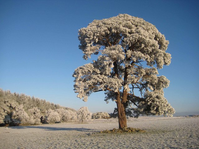 Isolated Scots pine in fields between Culloden wood and Culloden battlefield