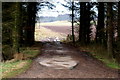 Avenue into Farmland east of the Bridge at Bogindollo